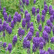 Grape Hyacinth